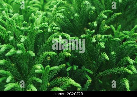 Green branches of a young thuja tree close-up in full screen. Macro Stock Photo