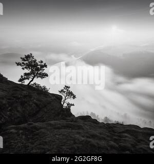 Small pine trees above the clouds on the Lilienstein in the Elbe Sandstone Mountains. Stock Photo