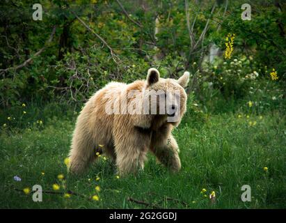 Brown bears in the nature, Georgia Stock Photo