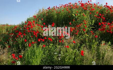 Hill with lovely red poppies  between weed. Location: Lower Saxony, Germany Stock Photo