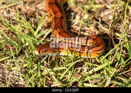 Corn snake in the wild making its way through the grass in spring. Pantherophis guttatus. Basically harmless and beneficial to humans for pest control Stock Photo