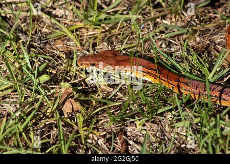 Close up of docile corn snake Pantherophis guttatus. Species of rat snake beneficial to humans in pest control Stock Photo