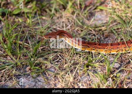Corn snake with tongue out calmly gliding through the grass. Pantherophis guttatus a North American species of a rat snake. Good for pest control Stock Photo