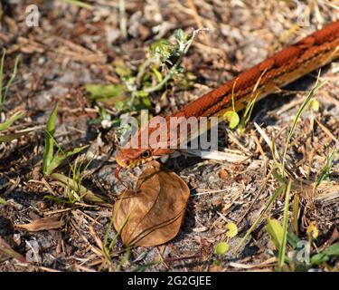 Corn snake pantherophis guttatus.  A North American species of a rat snake. Beneficial to humans as pest control. Stock Photo