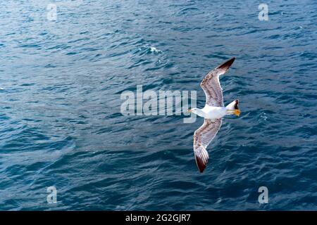 Flying white gull on the background of the blue sea Stock Photo