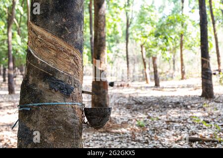 Selective focus of white latex sap dripping from rubber trees in a plantation Stock Photo