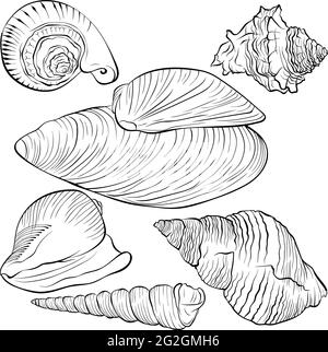 Set with sea shells of various shapes line art Stock Vector