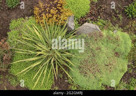 Young shoots of white stonecrop and palm yucca, growing in flower bed. Sedum album. View from above. Ground cover plants. Selective focus. Stock Photo