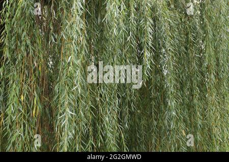 A lot of hanging willow branches  with leafs. Stock Photo