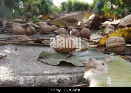 Walnuts fallen from the tree on the ground Stock Photo