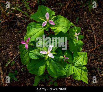 Trillium (Trillium ovatum), a wildflower that grows in southern British Columbia and island's temperate rain forests, in shady, moist locations. Stock Photo