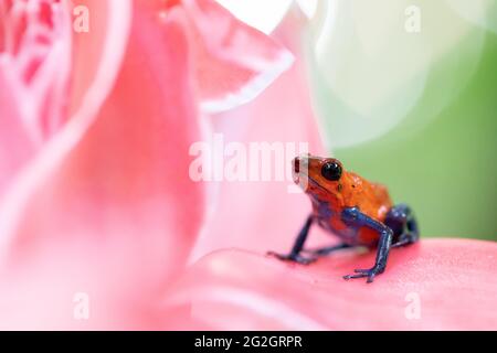 Poison dart frog in Costa Rica. Stock Photo