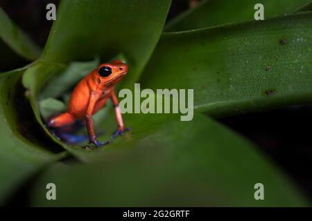 Poison dart frog in Costa Rica. Stock Photo