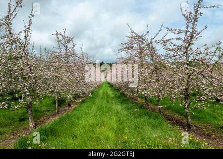 Apple trees in blossom in a cider orchard Stock Photo