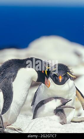 Two adult Rockhopper penguins (Eudyptes chrysocome) taking care of their chick, Sea Lion Island, Falkland Islands, South America Stock Photo