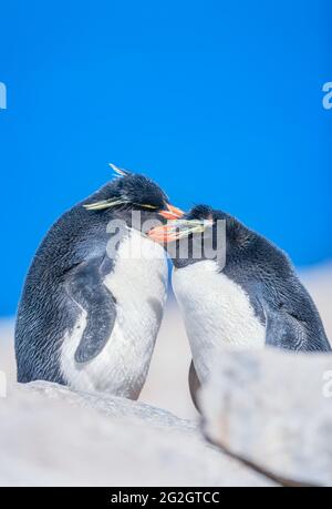 Two Rockhopper penguins (Eudyptes chrysocome) showing affection, Falkland Islands, South America Stock Photo