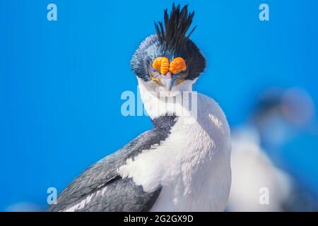 Imperial shag (Leucocarbo atriceps), Sea Lion Island, Falkland Islands, South America Stock Photo