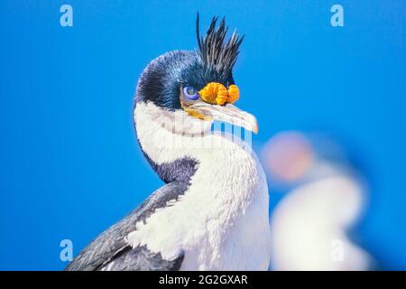 Imperial shag (Leucocarbo atriceps), Sea Lion Island, Falkland Islands, South America Stock Photo