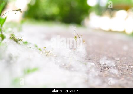 Poplar fluff in July on the way blurred background  Stock Photo