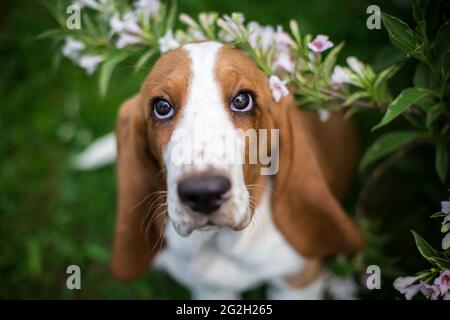 Basset Hound puppy Stock Photo