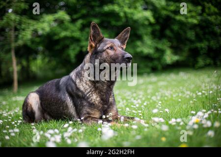German Shepherd Dog (Alsatian) Stock Photo