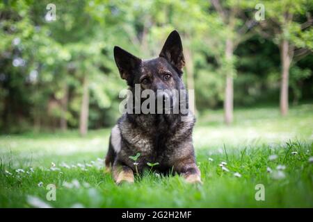 German Shepherd Dog (Alsatian) Stock Photo