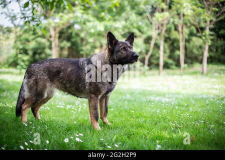 German Shepherd Dog (Alsatian) Stock Photo