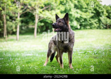German Shepherd Dog (Alsatian) Stock Photo