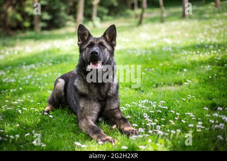 Young German Shepherd Dog (Alsatian) Stock Photo