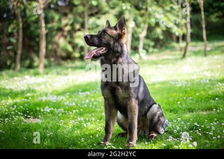 Young German Shepherd Dog (Alsatian) Stock Photo