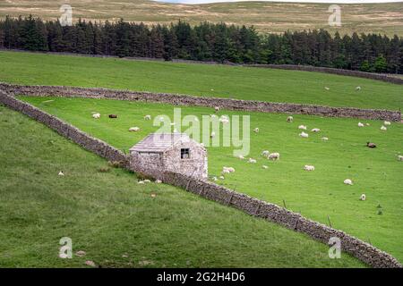Old stone barn, white washed in the North Pennines, England Stock Photo