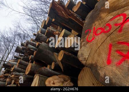 Pressbaum, felled stacked tree trunks in Wienerwald / Vienna Woods, Niederösterreich / Lower Austria, Austria Stock Photo