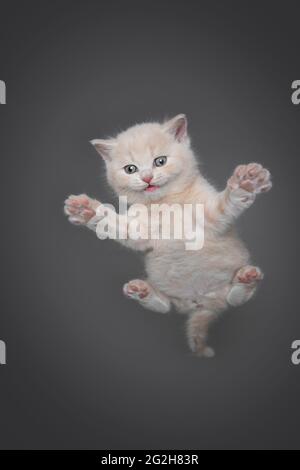 low angle view of a cream tabby british shorthair kitten resting on invisible glass pane looking down at copy space curiously Stock Photo