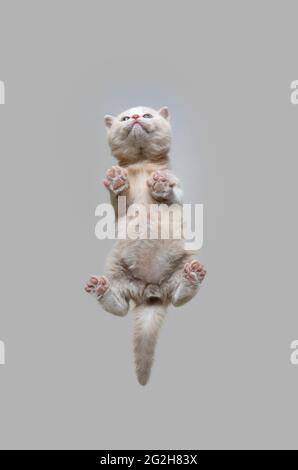 bottom view of small british shorthair kitten standing on glass pane looking up at copy space curiously Stock Photo