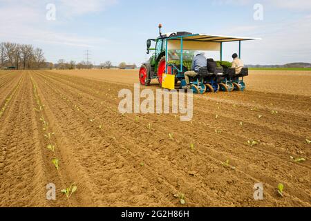Welver, Soest district, Sauerland, North Rhine-Westphalia, Germany - vegetable cultivation, field workers on a planting machine put white cabbage plants in the freshly tilled field. Stock Photo