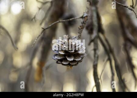 Detail of pine fruit, nature and outdoors, caring for the environment Stock Photo