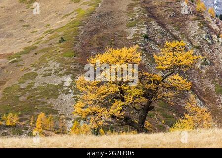 Larch on the Col des Thures, autumn colors, near Névache, France, Provence-Alpes-Côte d'Azur, Dep. Hautes-Alpes Stock Photo