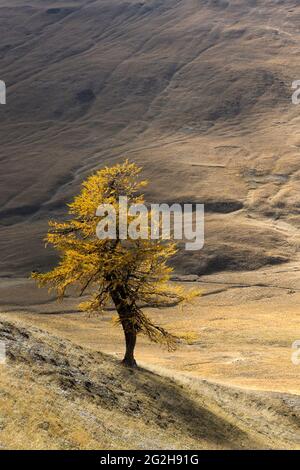 Larch on the Col des Thures, autumn colors, near Névache, France, Provence-Alpes-Côte d'Azur, Dep. Hautes-Alpes Stock Photo