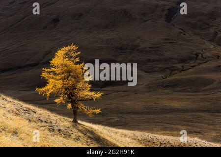 Larch on the Col des Thures, autumn colors, near Névache, France, Provence-Alpes-Côte d'Azur, Dep. Hautes-Alpes Stock Photo