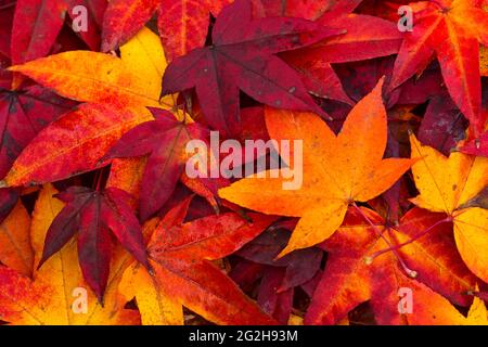 autumnal colored leaves of the sweetgum tree Stock Photo
