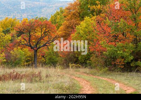 Trees at Bollenberg in colorful autumn foliage, near Rouffach, Alsace, France, Grand Est region, Haut-Rhin department Stock Photo