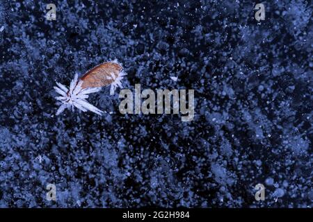 Maple seeds with hoarfrost crystals on an icy lake, air bubbles trapped in the ice, Germany, Baden-Wuerttemberg, Southern Black Forest, Nonnenmattweiher Stock Photo