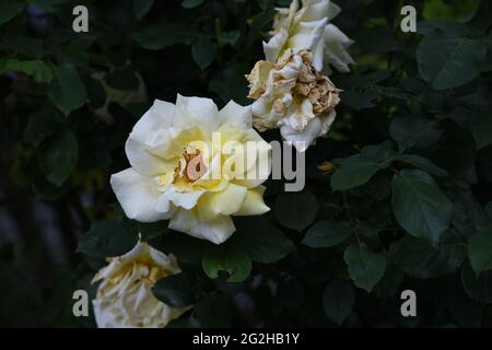 rosa - mit herrlicher zart gelbeRosenblüte als Zeichen der Liebe und Freundschaft Stock Photo