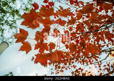 Amazing  autumnorange  leaves possibly sycamore in park Galitskogo in Krasnodar. South of  Russia Stock Photo