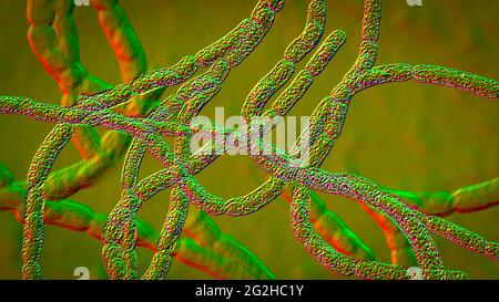 medical bacteria illustration of the Bacillus anthracis Stock Photo - Alamy