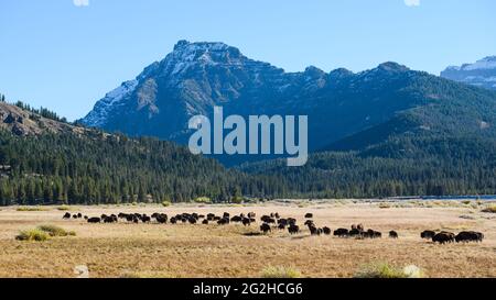 A herd of bison move through the Lamar Valley in Yellowstone National Park on a fall day under a clear blue sky Stock Photo