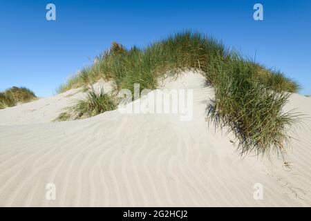 A coastal dune on the edge of the Pacific Ocean is topped with grass creating a green break on the white sand and under a perfectly clear blue sky Stock Photo