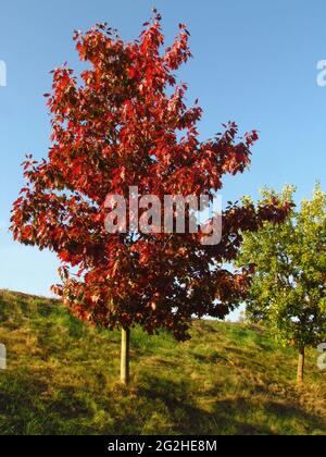 Young oak with red leaves on hillside Quercus rubra, autumn landscape with color contrasts Stock Photo
