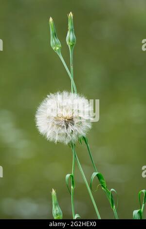 Goat's Beard, Giant Dandelion (Tragopogon pratensis), Stock Photo