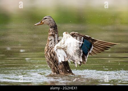 Female Mallard Duck, flapping her wings in a brook Stock Photo